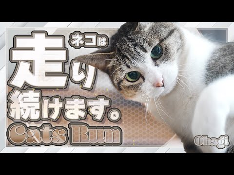 猫は走り続けます。