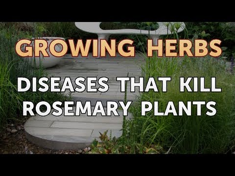 Diseases that Kill Rosemary Plants