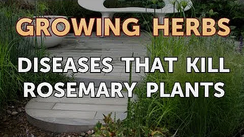 Diseases that Kill Rosemary Plants