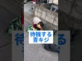 青キジがウーバーイーツやってる感じ【ONEPIECE】