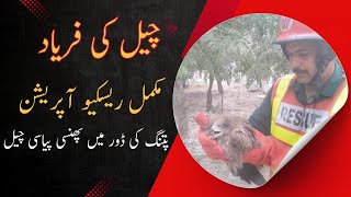 Eagle Rescue Operation DGKhan
