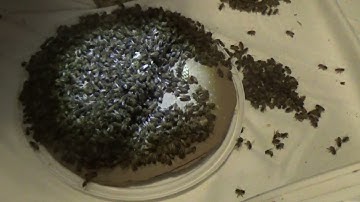 2nd Swarm with my 5 gallon bucket trap