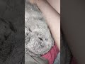 #yutubeshorts #cute #cuterabbit #rabbit #kpop #illit #notcuteanymore #mycuterabbit #subscribe