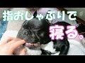 指をおしゃぶりにして眠る甘えん坊フレンチブルドッグ