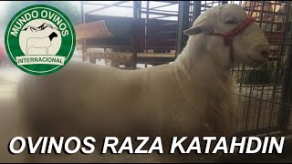 Borregos Raza Katahdin