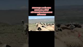 TEK BAŞINA DAĞLARDA KURTLARLA KÖPEKLERLE MÜCADELE EDEN KARABAŞ #kangal #sürüköpekleri #kurt  #wolfat