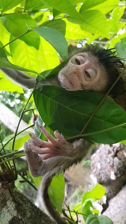 monkey trap - primates #shorts