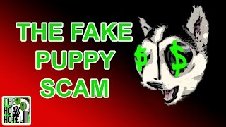Ruining a Ridiculous Husky Puppy Scammers Entire Day! - The Hoax Hotel