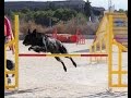 Cómo entrenar Perros en el Deporte Canino AGILITY - TvAgro por Juan Gonzalo Angel