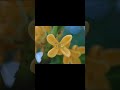 30秒植物紹介【金木犀(キンモクセイ)】 #自然観察 #30秒植物紹介 #gardening