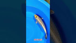 KOI MUKASI