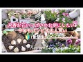 【11月のガーデニング】来春お花いっぱいのお庭に💐パンビオ大人買い🌸簡単なダブルデッカー、花束植え、フラワータグ作り