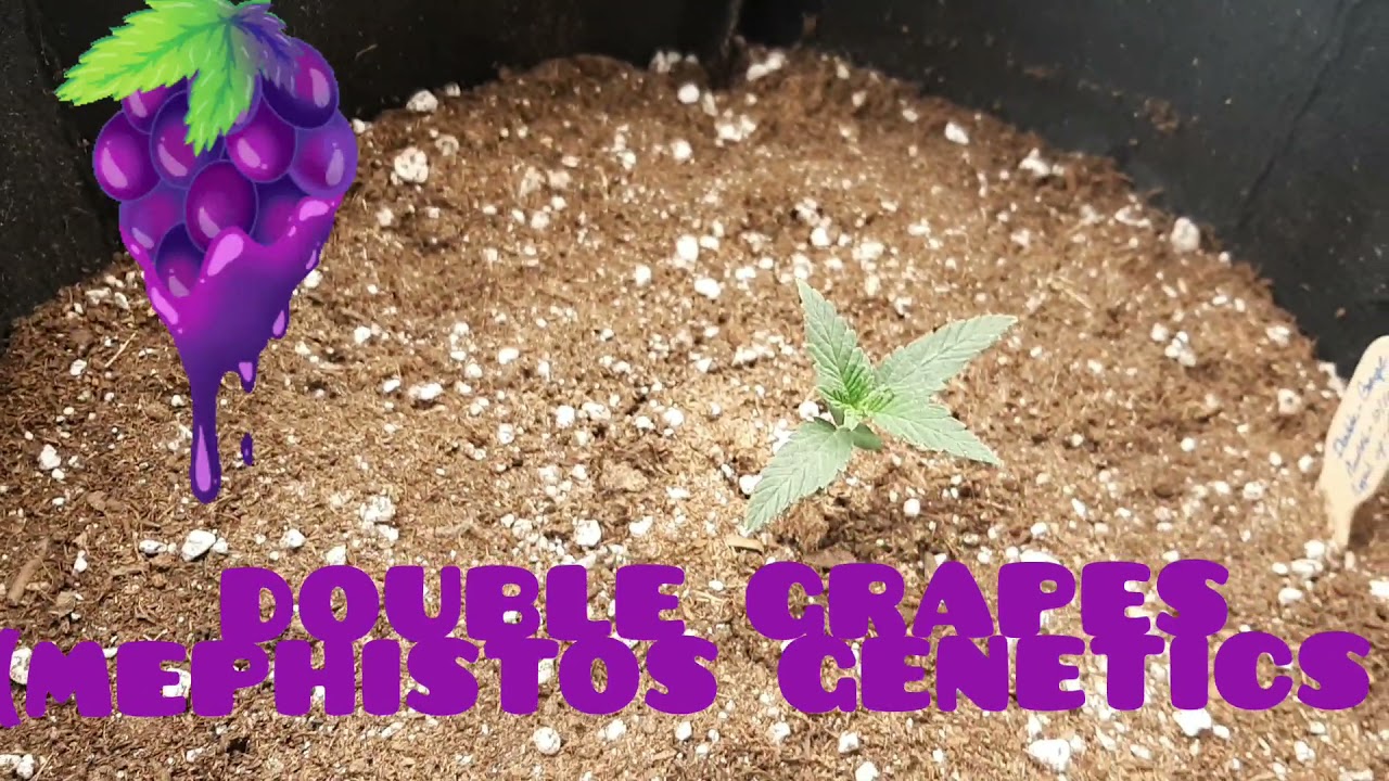 Banana Kush , Double Grapes- ( mephisto genetics ) , Affy Skunk #1 DWC.