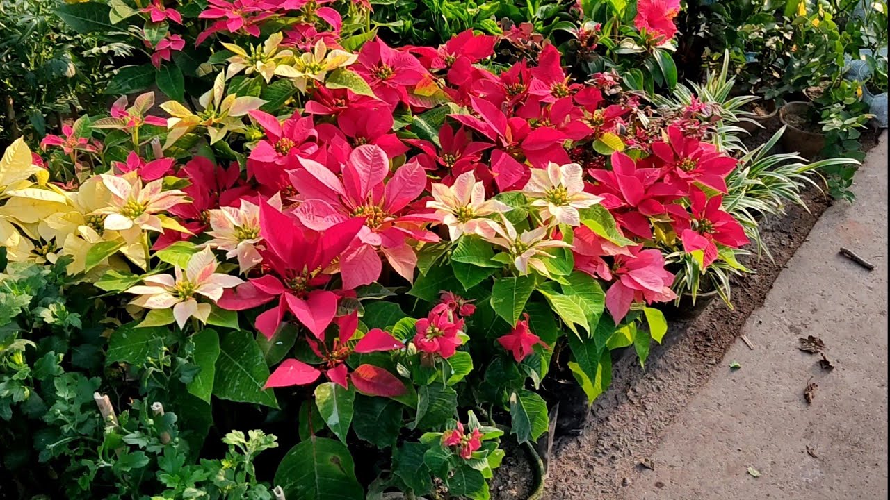 The Biggest Flower Plants Market In Kolkata Visit Tala Hat