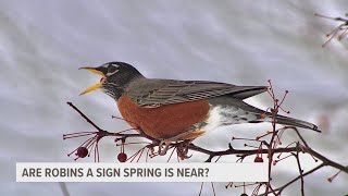 Don't robins migrate South? Why am I seeing them in the winter?