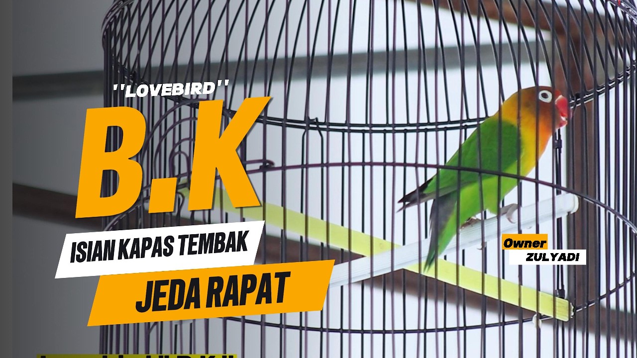 LOVEBIRD B.K ISIAN KAPAS TEMBAK-MAMPU BERSAING DENGAN LOVEBIRD DURASI !!- HUT KOREM 041/ GAMAS KE 80