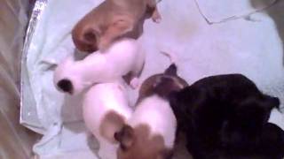 puppies in a box