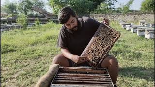 BEE BASICS: An introduction to Beekeeping