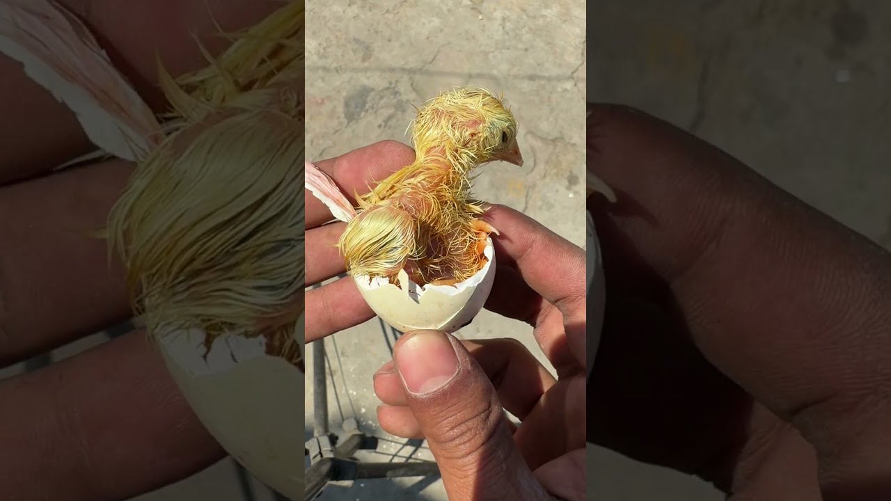 Such A Beautiful Golden Buff Baby Chick Hatching