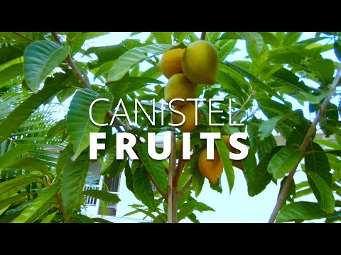 Video: Canistel Tree Care: Opi kasvattamaan munapuita maisemassa