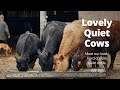 Lovely Quiet Herd of Cows | British Farming