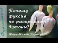 Почему фуксия не раскрывает бутоны. Жара. Жажда. Перелив.