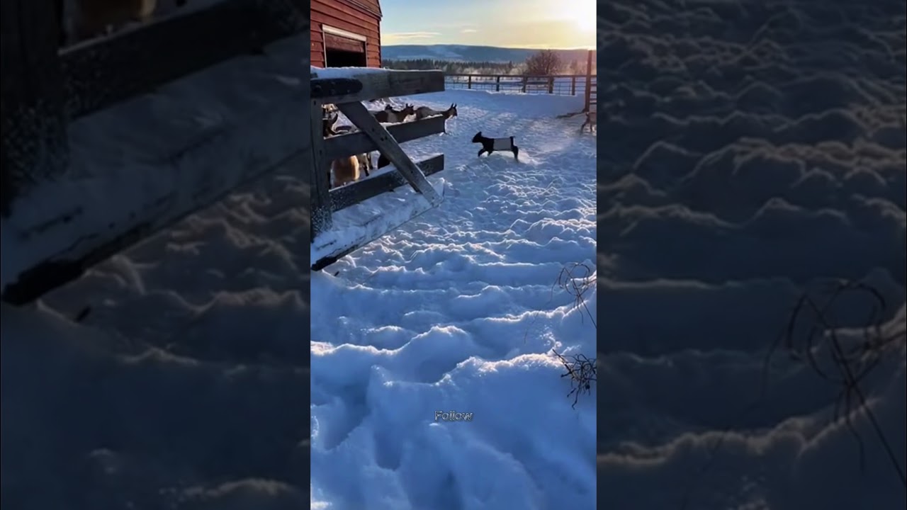 Look at sheep face 😅,