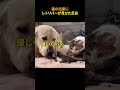 子猫を可愛がるレトリバー