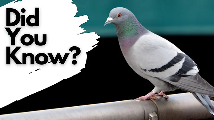 Things you need to know about FERAL PIGEONS!