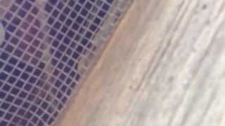 Rodent Control Greenwich ct