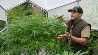 Outdoor Home Grow Ep 3 - Transition Your Cannabis Plants To Flowering