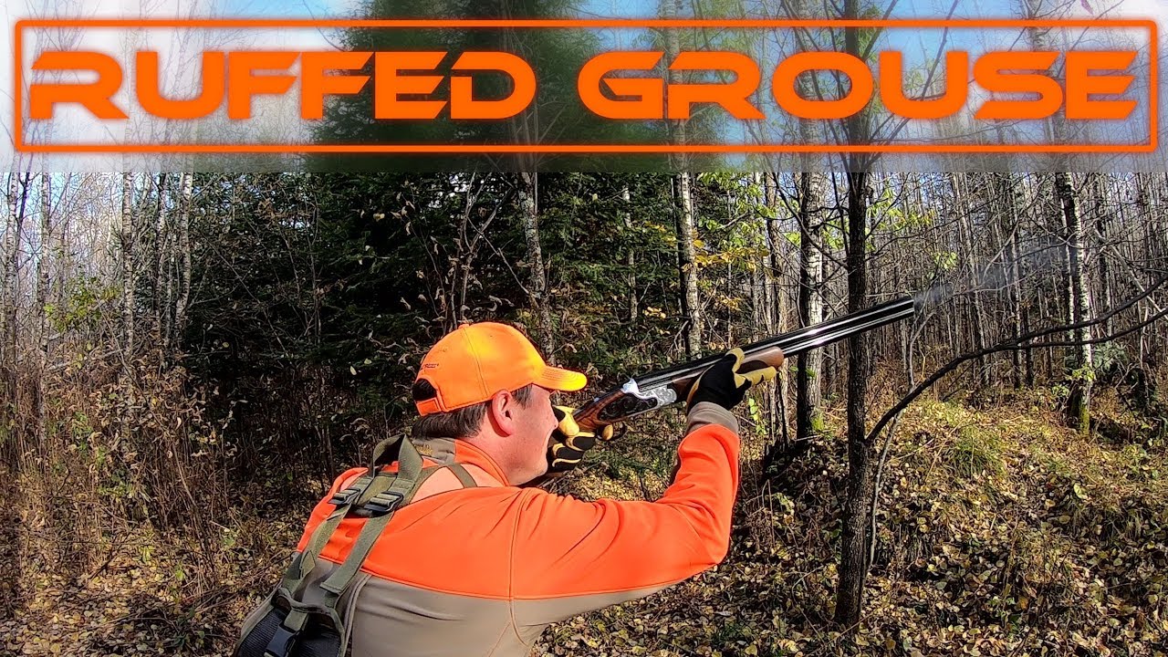 Autumn Blaze Ruffed Grouse Hunting 5 