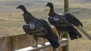 Liberación de cóndores, fortaleciendo el ecosistema andino patagónico