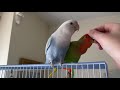 Lovebirds preen each other and chew fingers