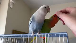 Lovebirds preen each other and chew fingers