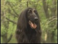 Afghan Hound - Galgo Afgano - アフガン・ハウンド - AKC Dog breed series