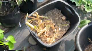 My New Favorite Garden Tool Jardineer Twist Tiller