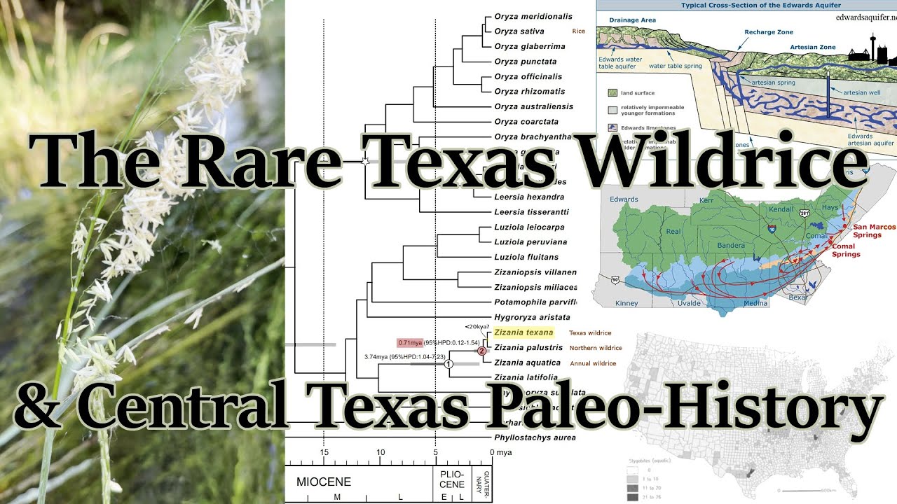 Wild Rice Origin Can this rare wild rice tell us about the first Americans? (4K) - YouTube