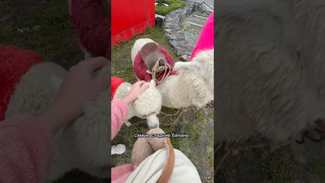 Самая опасная страна Латинской Америки 🤨 