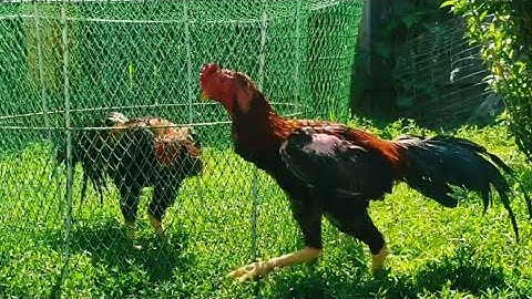 qaib ej khiav pob tawb. Thai rooster exercising