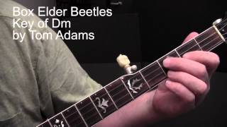 Box Elder Beetles - Tom Adams banjo lesson chords
