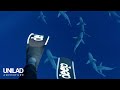 Swimming With Sharks For A Living