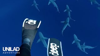 Swimming With Sharks For A Living