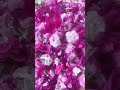 Роза старинных парфюмерных сортов для гидролата от Mylnitsa