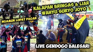 Bringas Bantengan Wahyu Suryo Joyo  Kalapan Liar  Ganas Ngamuk Keluar Kandang  Gendogo 