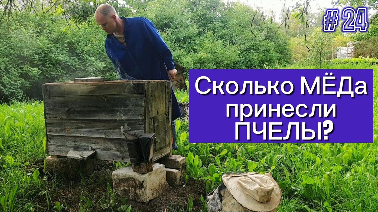 Сколько МЕДа принесли ПЧЕЛЫ? - YouTube