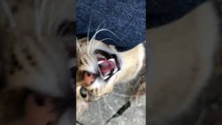 散歩中に人懐っこい野良猫に出会った!! #Shorts #野良猫 #かわいい