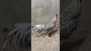Gà Cú Vip. #hieufarm #cambodia #ayam #gachoivietnam #xh #hieubentre #tigatuyen #chicken #shorts