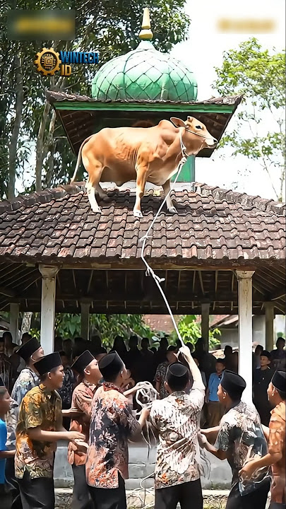 Detik-Detik Sapi Kurban Naik ke Atas Genteng Masjid! Saat Hendak Dipotong - Karya AI