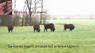 Sumbri un citi atradumi mežā un pļavās./Bison and other finds in the forest and meadows.